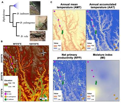 Multi-Omics Approaches Revealed the Associations of Host Metabolism and Gut Microbiome With Phylogeny and Environmental Adaptation in Mountain Dragons